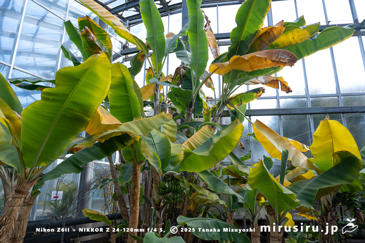 冬のバナナ　鎌倉市・大船フラワーセンター　2025/01/04