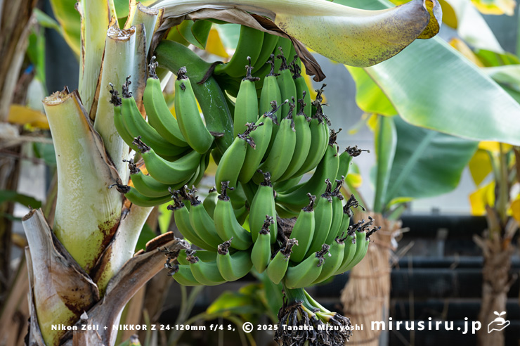 バナナの未熟な実　鎌倉市・大船フラワーセンター　2025/01/04