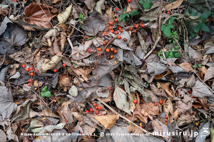イイギリの熟して落ちた実　大磯町高麗・高麗山公園　2025/01/27