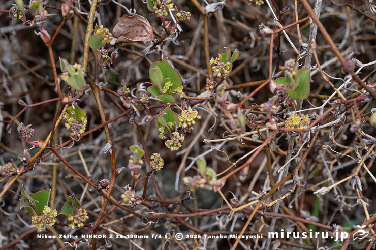 葉が開き花が咲き始めたサルトリイバラの雄株　三浦市・諸磯　2025/03/31