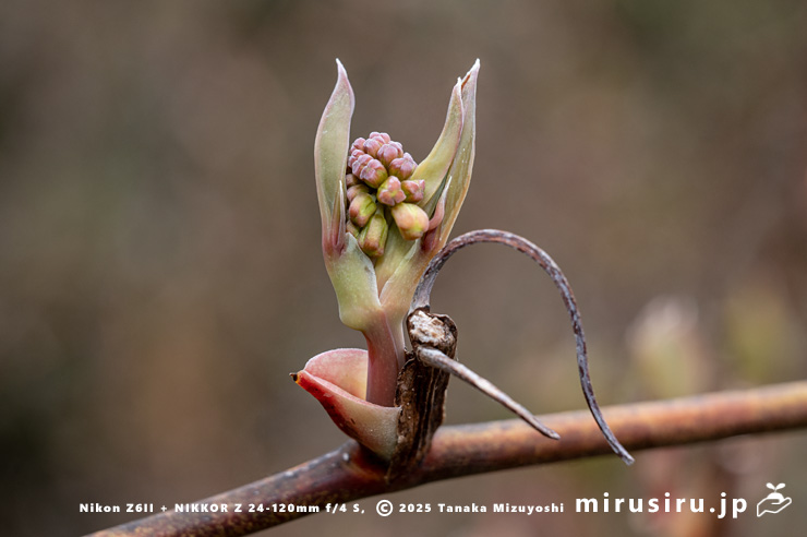 サルトリイバラのほころび始めた蕾　三浦市・諸磯　2025/03/31
