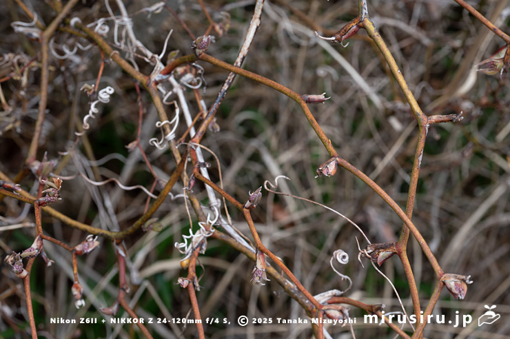 サルトリイバラのほとんど棘がない（冬枯れた）茎　三浦市・諸磯　2025/03/31
