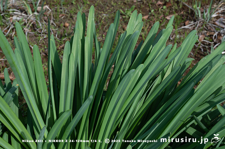 ナツズイセンの葉　鎌倉市・大船フラワーセンター　2025/04/05