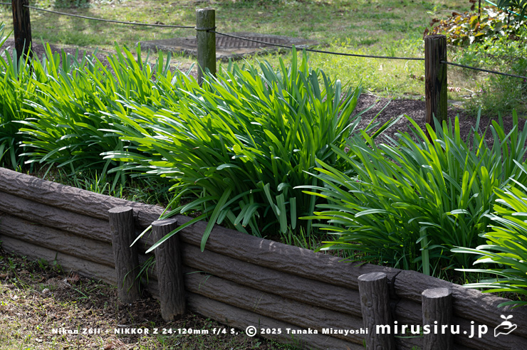 ナツズイセンの葉　鎌倉市・大船フラワーセンター　2025/04/05