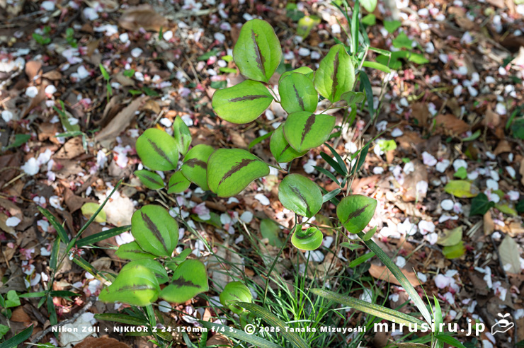 サルトリイバラの幼株の斑入りの葉　藤沢市・新林公園　2025/04/14