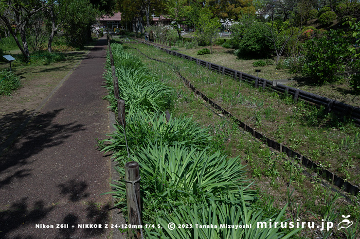 葉が茂ったナツズイセン　鎌倉市・大船フラワーセンター　2025/04/17