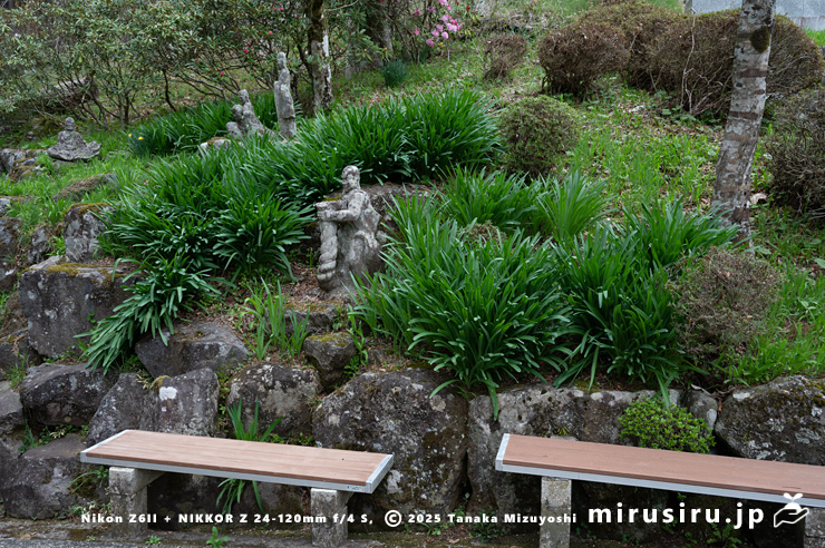 葉が茂ったナツズイセン　箱根町仙石原・長安寺　2025/04/20