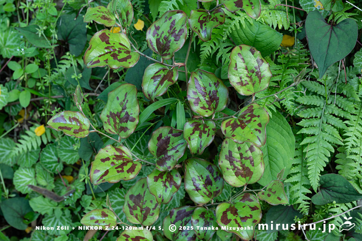 サルトリイバラの斑入りの葉　藤沢市川名・神光寺　2025/04/21