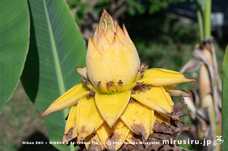 チユウキンレンの雄花　鎌倉市・大船フラワーセンター　2025/05/04