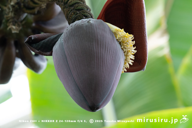 バナナの雄花　相模原市南区・相模原公園　2025/05/15
