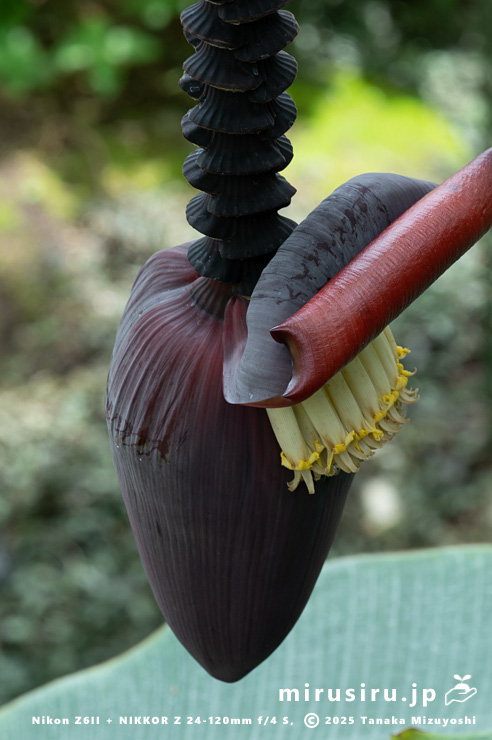 バナナの雄花　相模原市南区・相模原公園　2025/05/15