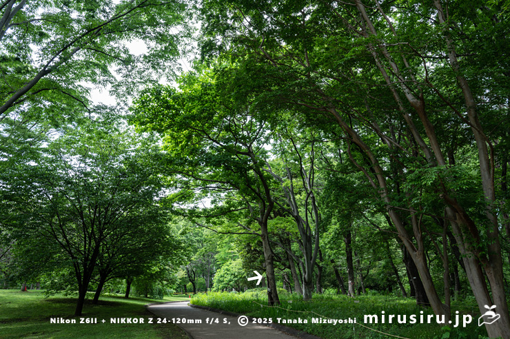 開花中だが花など見えやしない高木のイイギリの雌株（白色矢印）　相模原市南区・相模原公園　2025/05/15