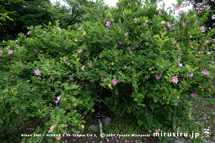 開花中のヒメサンショウバラ　鎌倉市・大船フラワーセンター　2025/05/16