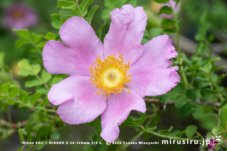ヒメサンショウバラの花　鎌倉市・大船フラワーセンター　2025/05/16