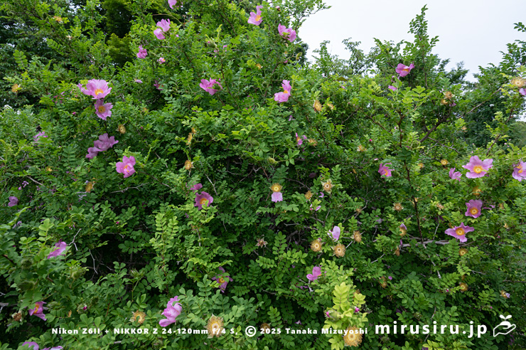 開花中のヒメサンショウバラ　鎌倉市・大船フラワーセンター　2025/05/16