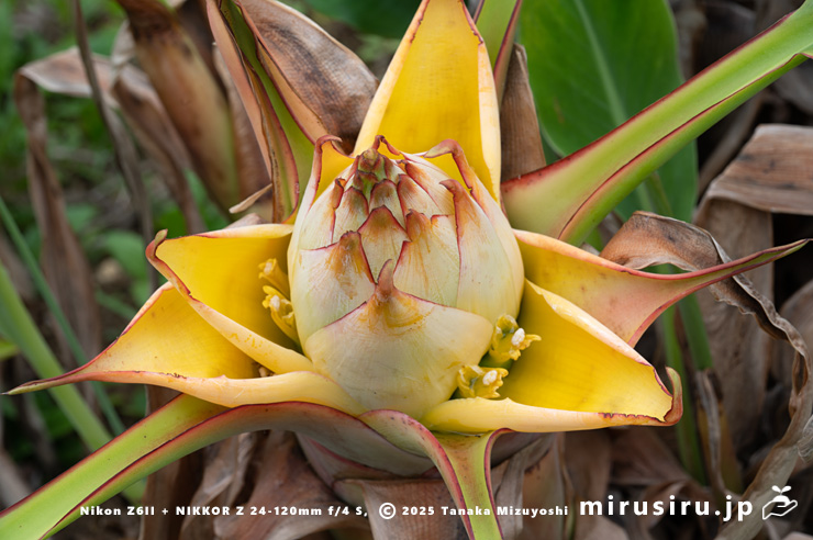 チユウキンレンの雌花　鎌倉市・大船フラワーセンター　2025/05/16