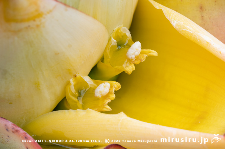 チユウキンレンの雌花　鎌倉市・大船フラワーセンター　2025/05/16