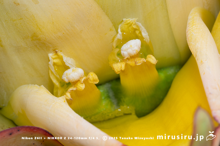 チユウキンレンの雌花　鎌倉市・大船フラワーセンター　2025/05/16