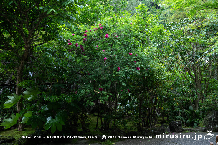 開花中のイザヨイバラ　鎌倉市・報国寺　2025/05/19