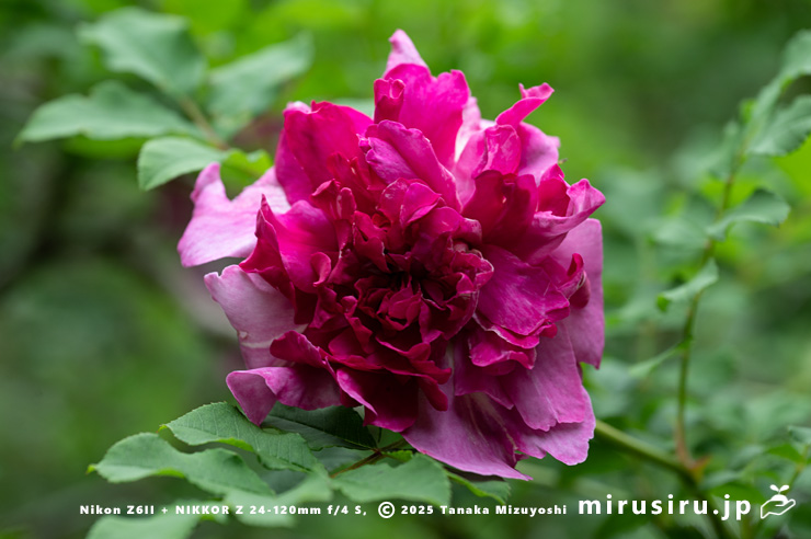 イザヨイバラの花　鎌倉市・報国寺　2025/05/19