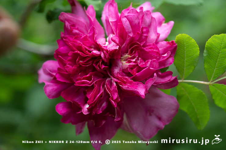 イザヨイバラの花　鎌倉市・報国寺　2025/05/19