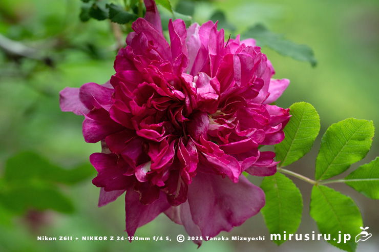 イザヨイバラの花　鎌倉市・報国寺　2025/05/19