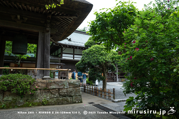 開花中のイザヨイバラ　鎌倉市・報国寺　2025/05/19