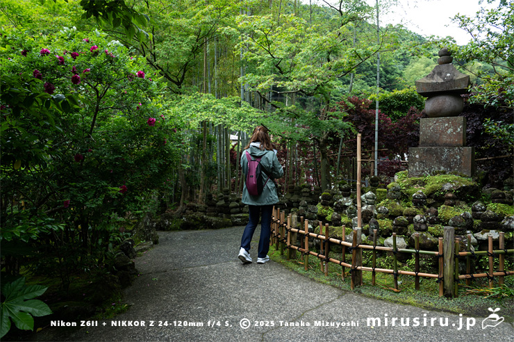 開花中のイザヨイバラ　鎌倉市・報国寺　2025/05/19