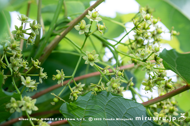 開花中のイイギリの雌株　大磯町・EARTH TRACK Garden　2025/05/21