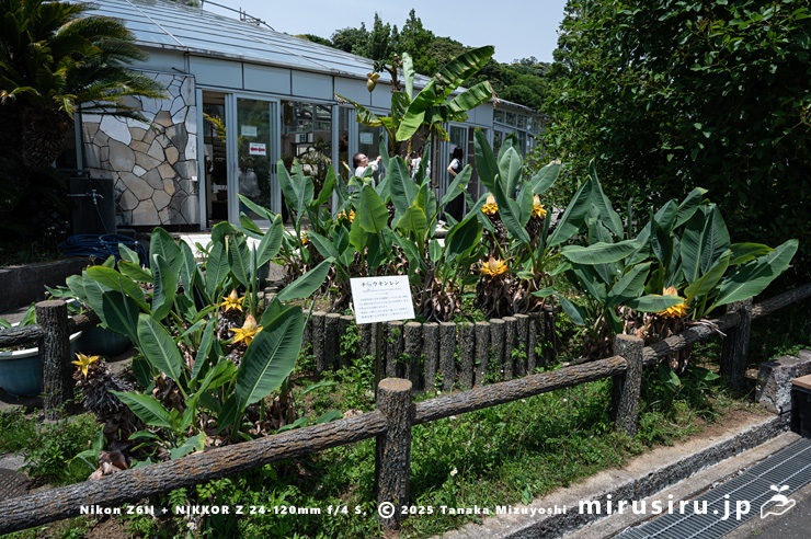 開花中のチユウキンレン（中央奥はバショウの鉢植え）　鎌倉市・大船フラワーセンター　2025/05/21