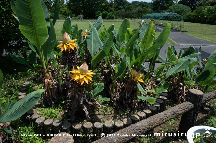 開花中のチユウキンレン　鎌倉市・大船フラワーセンター　2025/05/21