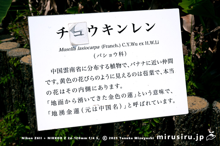 チユウキンレンの説明板　鎌倉市・大船フラワーセンター　2025/05/21