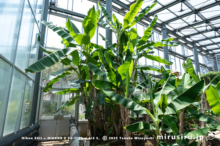 バナナ　鎌倉市・大船フラワーセンター　2025/07/01