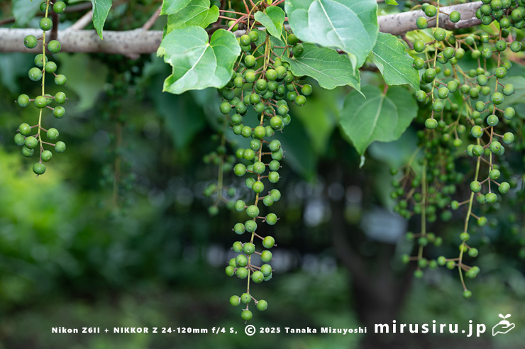 イイギリの未熟な実　東京都小平市・東京都薬用植物園　2025/07/08