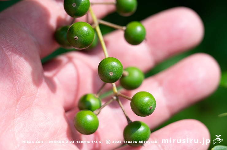 イイギリの未熟な実　東京都小平市・東京都薬用植物園　2025/07/08