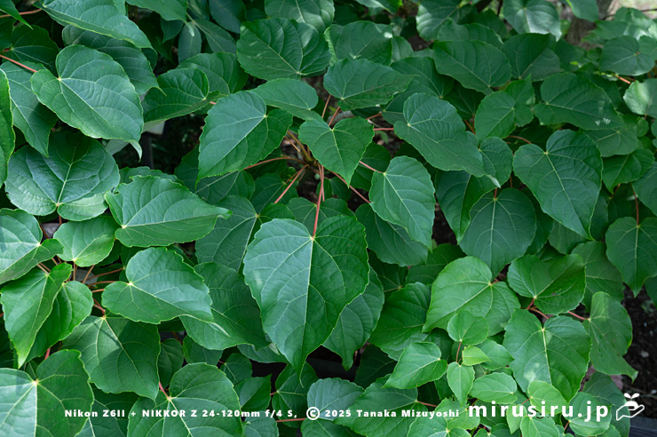 イイギリの葉　東京都小平市・東京都薬用植物園　2025/07/08