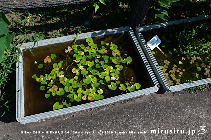 開花中のガガブタ（左側）　鎌倉市・大船フラワーセンター　2025/07/22