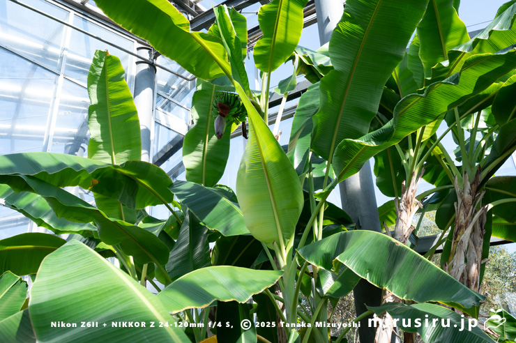 実がなり始めたバナナ　鎌倉市・大船フラワーセンター　2025/07/22