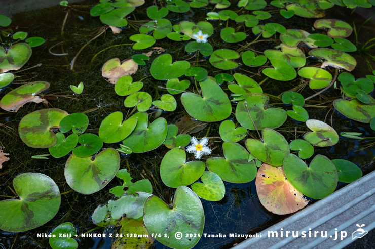 ガガブタの葉　鎌倉市・大船フラワーセンター　2025/07/27