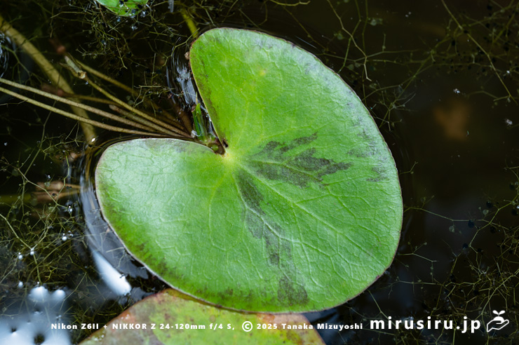 ガガブタの葉　鎌倉市・大船フラワーセンター　2025/07/27
