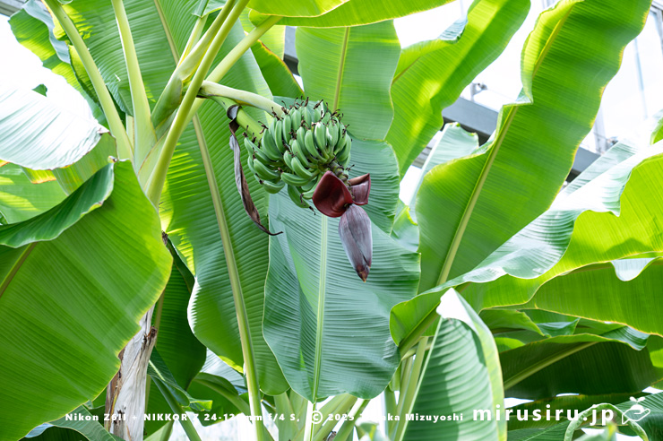 実がなり始めたバナナ　鎌倉市・大船フラワーセンター　2025/07/27