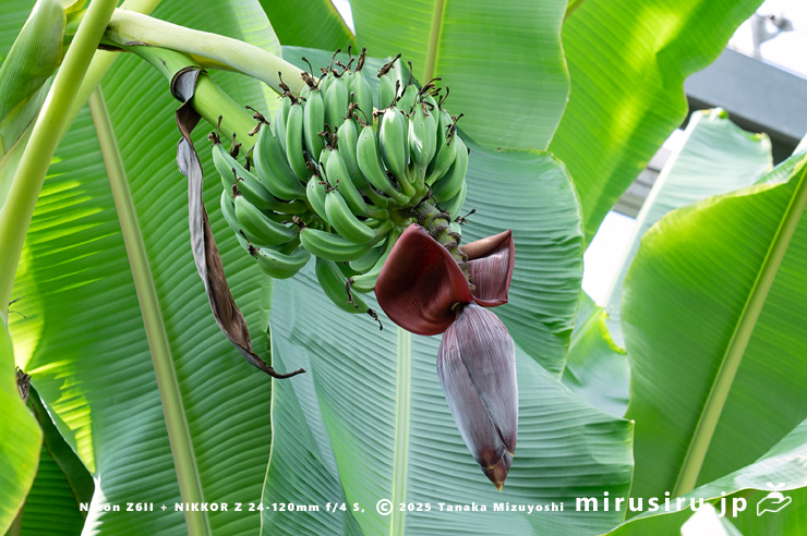 バナナの若い実と雄花の蕾　鎌倉市・大船フラワーセンター　2025/07/27