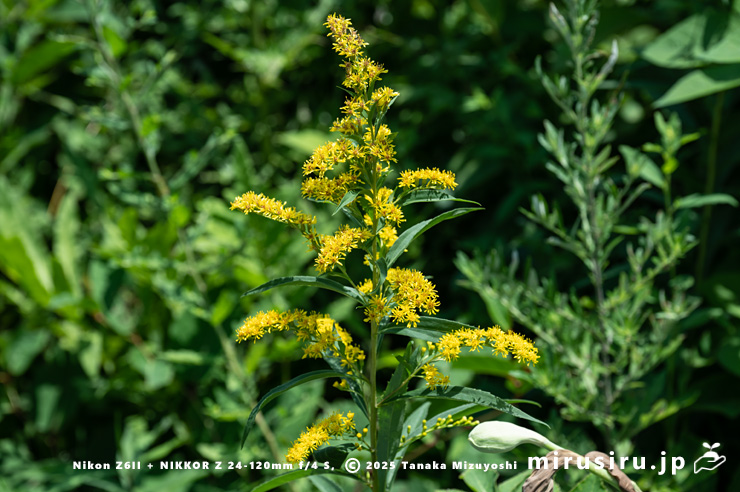 オオアワダチソウの花　箱根町・仙石原すすき草原　2025/07/28