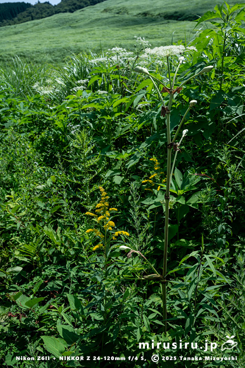 草地に生えたオオアワダチソウとシシウド　箱根町・仙石原すすき草原　2025/07/28