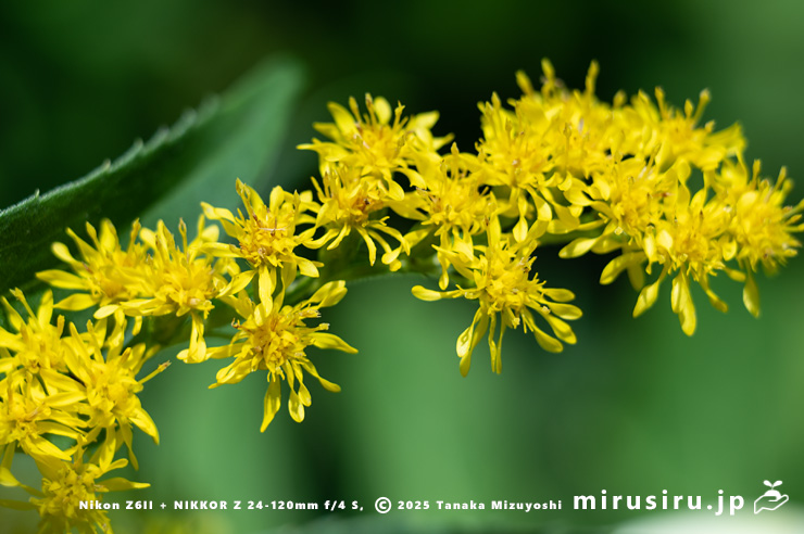 オオアワダチソウの花　箱根町・仙石原すすき草原　2025/07/28