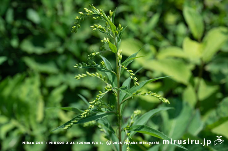 オオアワダチソウの蕾　箱根町・仙石原すすき草原　2025/07/28
