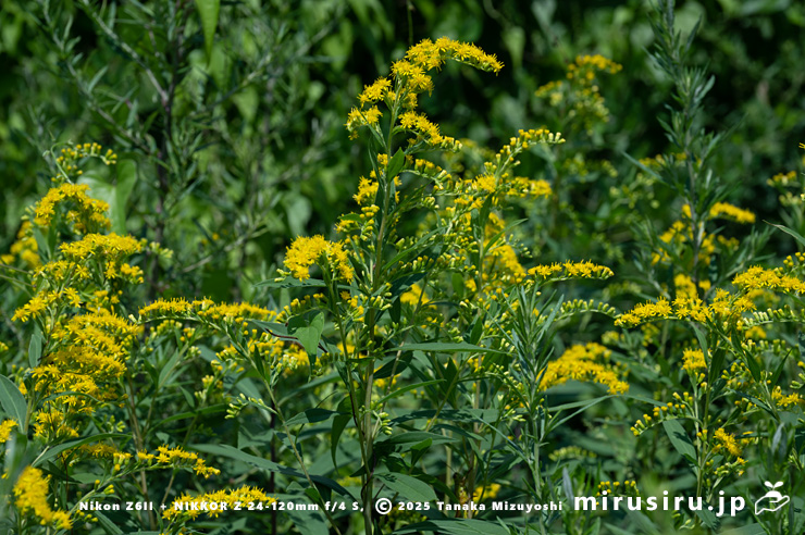 オオアワダチソウの小群落　箱根町・仙石原湿原　2025/07/28