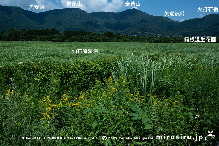 草地に生えたオオアワダチソウ　箱根町・仙石原湿原　2025/07/28