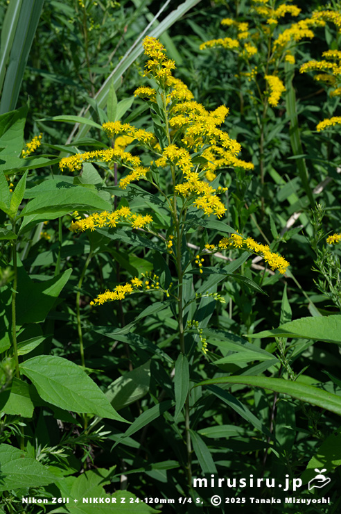 草地に生えたオオアワダチソウ　箱根町・仙石原湿原　2025/07/28