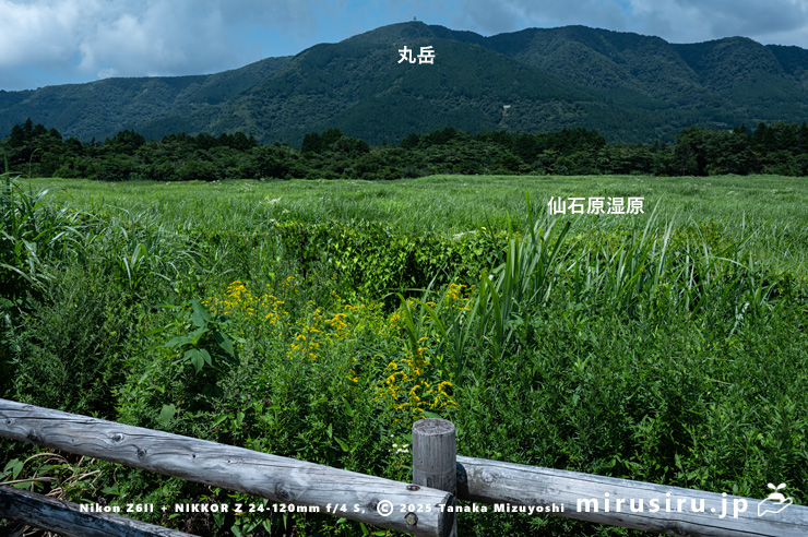草地に生えたオオアワダチソウ　箱根町・仙石原湿原　2025/07/28